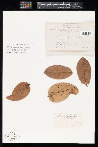 Aschersonia marginata image