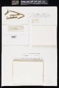 Rosellinia bigeloviae image