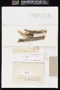 Rosellinia bigeloviae image