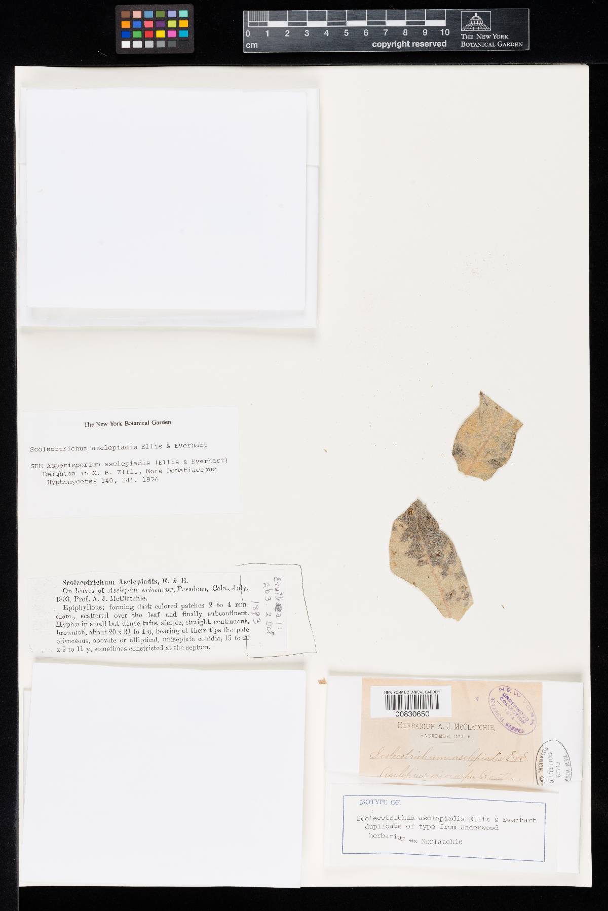 Scolicotrichum asclepiadis image