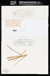 Thumbnail image of current specimen