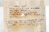 Helotium lacteum image