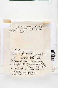 Helotium lacteum image