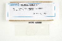 Hymenoscyphus renisporus image