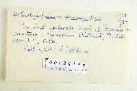 Helicobasidium anomalum image