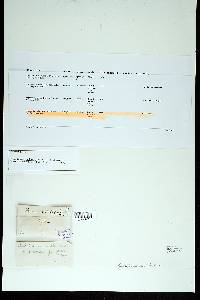 Phylloporia pectinata image