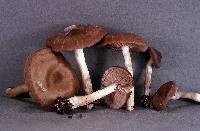 Entoloma rhodopolium image