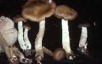 Entoloma rhodopolium image