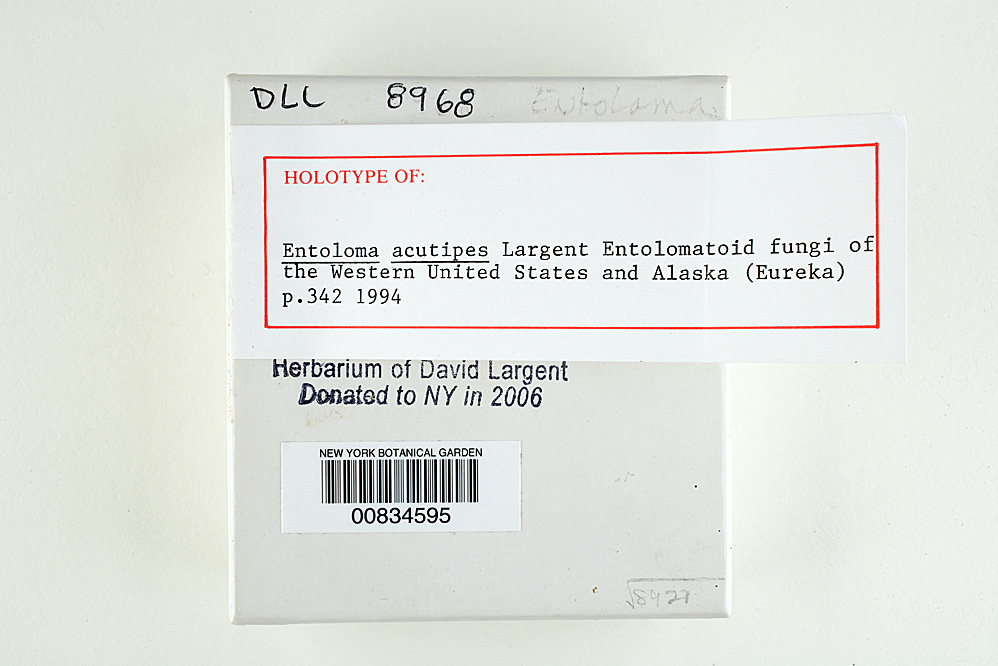 Entoloma acutipes image