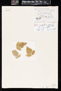 Cercospora osmorrhizae image