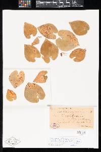 Image Associated With the Occurrence