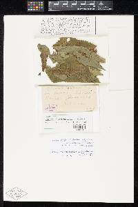 Thumbnail image of current specimen