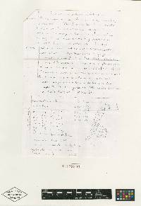 Bionectria epichloë image