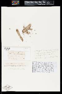 Media resource of Gyalideopsis berenice