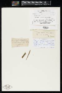 Sphaeria aulica image