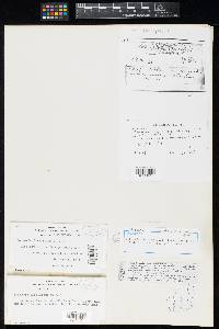 Thumbnail image of current specimen