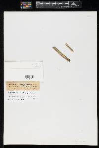 Sphaeria grumata image