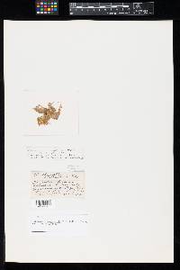 Media resource of Chaetomella stevensonii