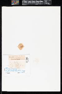 Cladosporium subsessile image