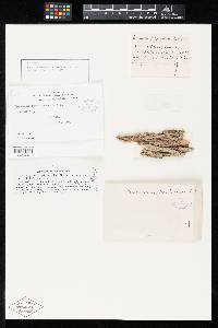 Coryneum pezizoides image