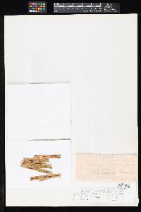 Cylindrosporium angustifoliae image