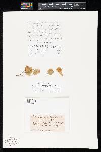 Media resource of Cylindrosporium ariaefoliae