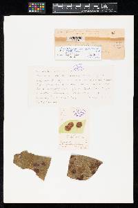 Media resource of Cylindrosporium cercosporoides