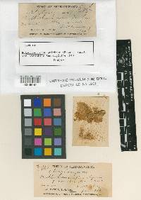 Helicostylum pulchrum image