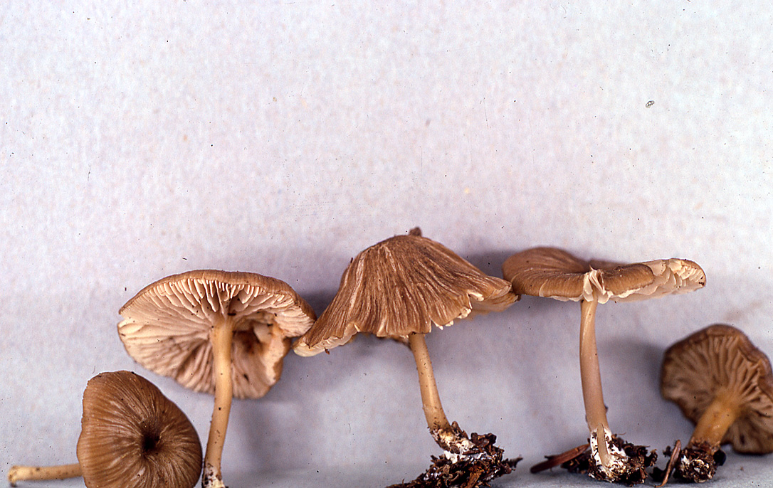 Leptonia undulatella image