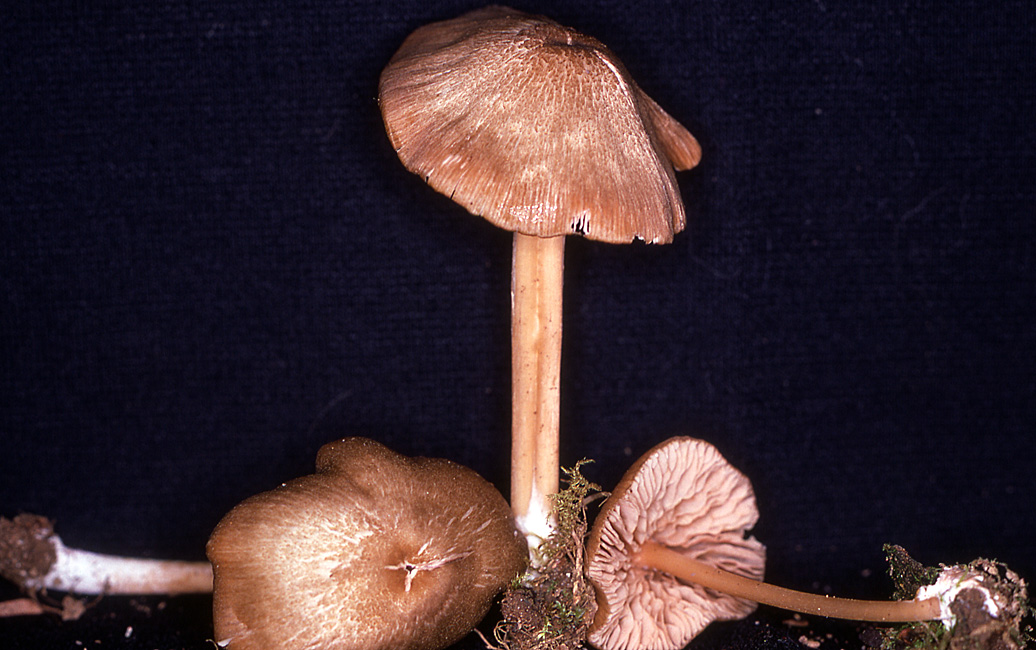 Entoloma exile image