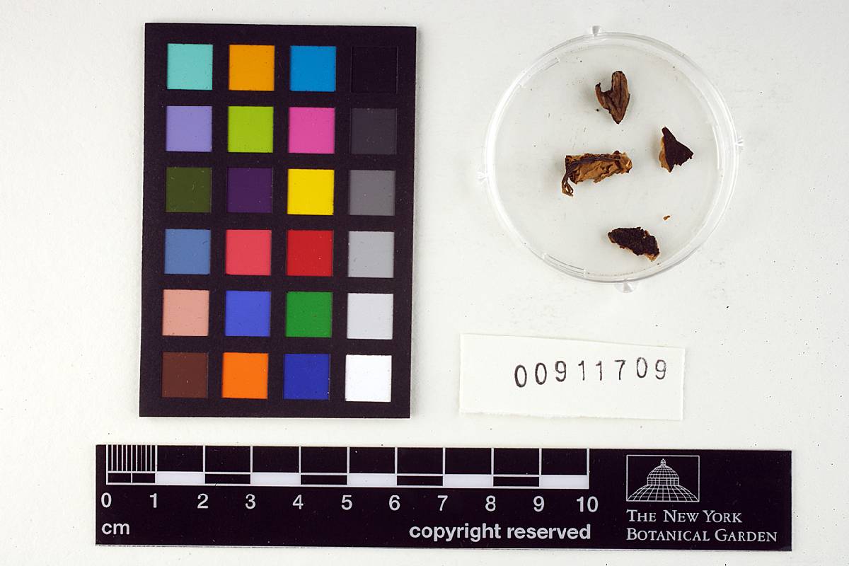 Leptonia occidentalis var. metallica image