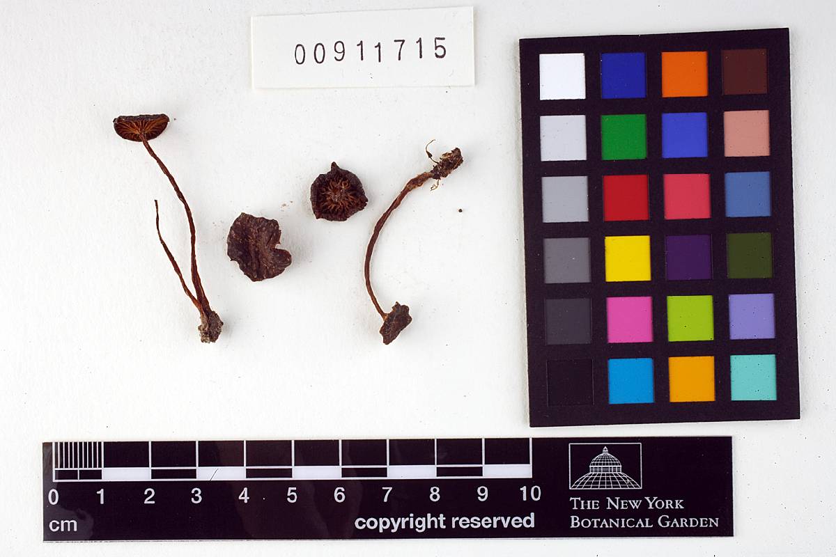 Entoloma subpolitum image