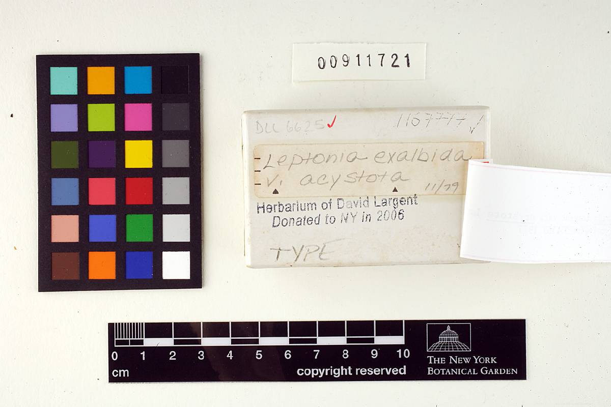 Leptonia exalbida var. acystota image