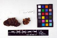 Media resource of Entoloma durum