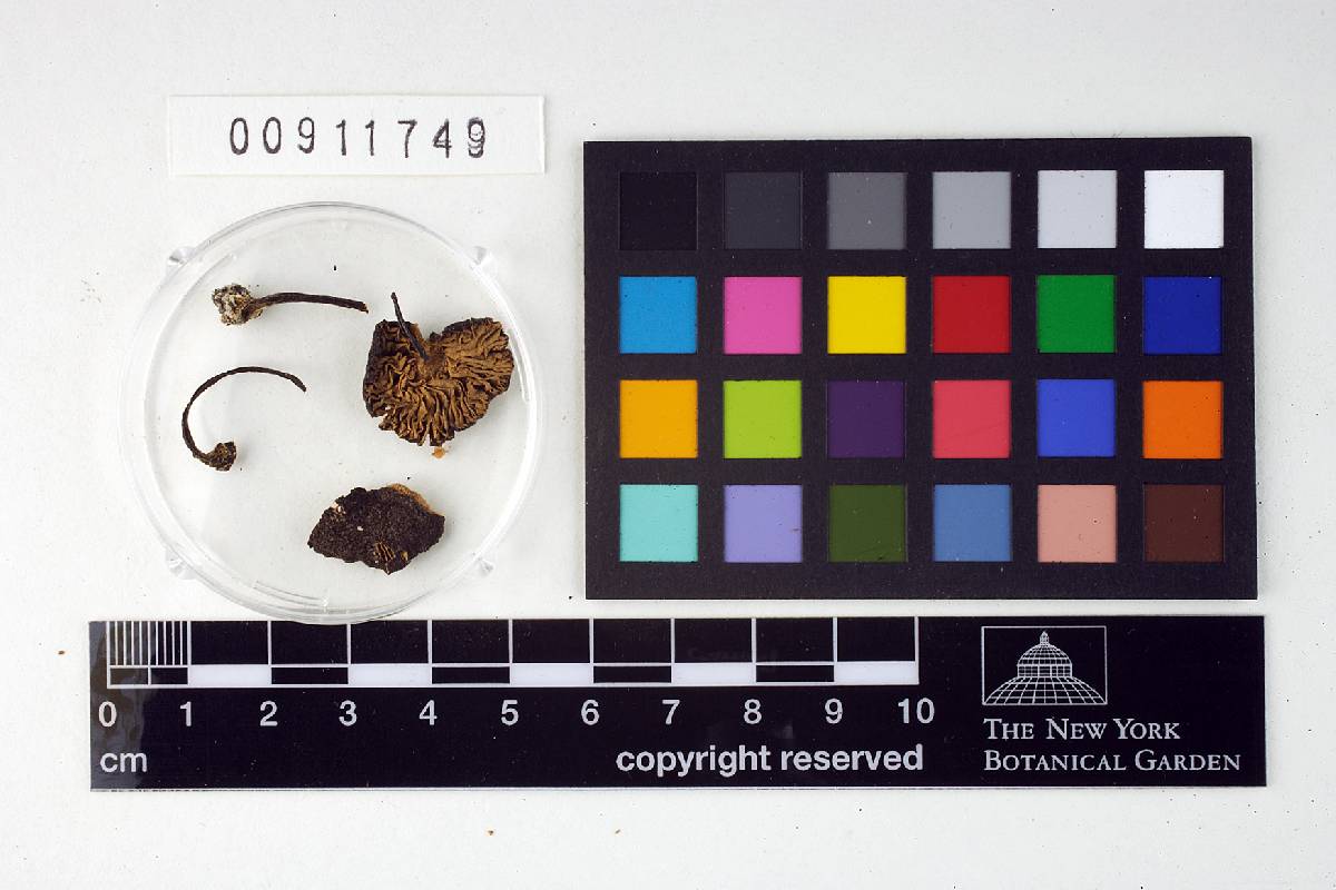 Leptonia occidentalis image