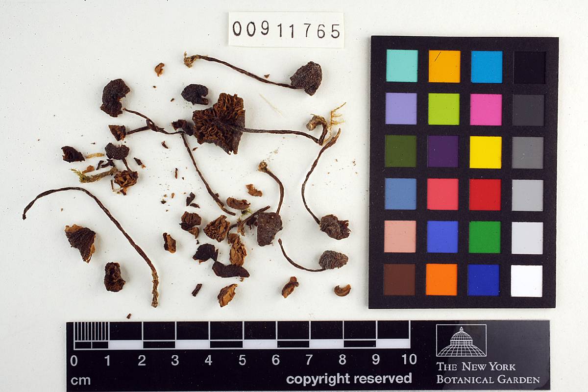 Leptonia azurea image