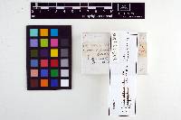 Leptonia atrosquamosa image