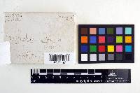 Hygrophorus sitchensis image