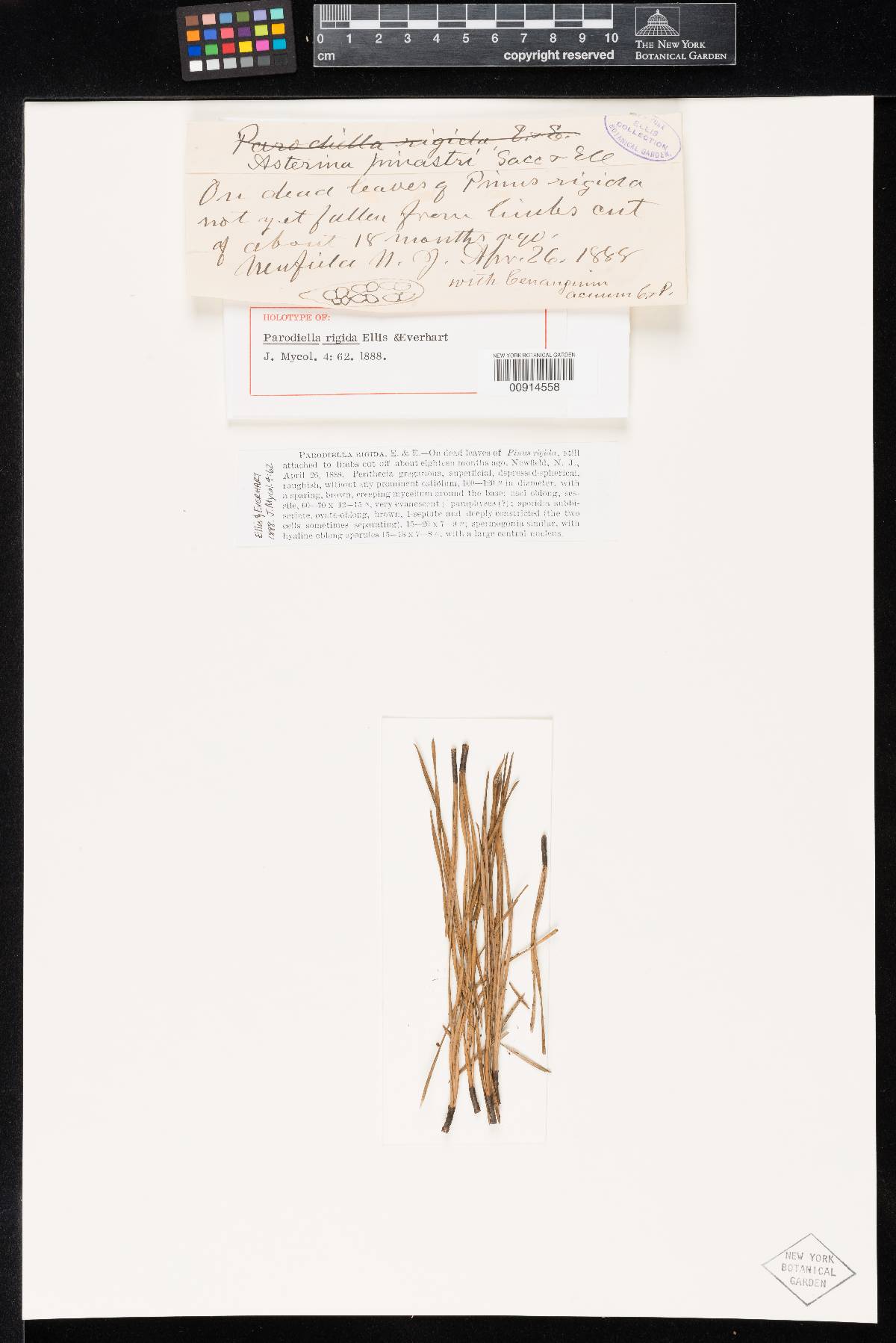 Parodiella rigida image