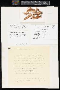 Media resource of Godronia parasitica