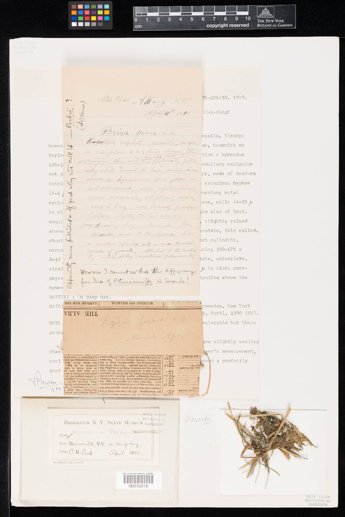 Humaria peckii image