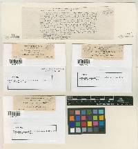 Claviceps cinerea image