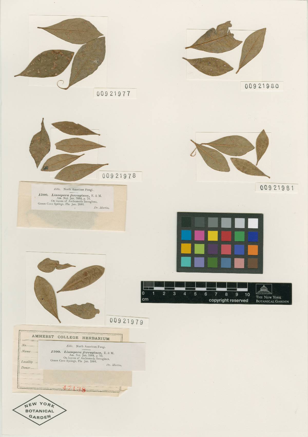 Ophiodothella ferruginea image