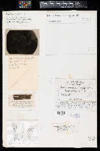 Sporidesmium peziza image