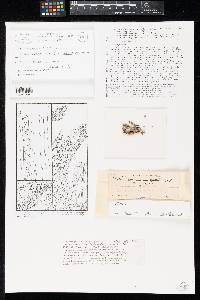 Stictis chrysopsis image