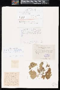 Thumbnail image of current specimen