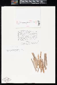Thumbnail image of current specimen