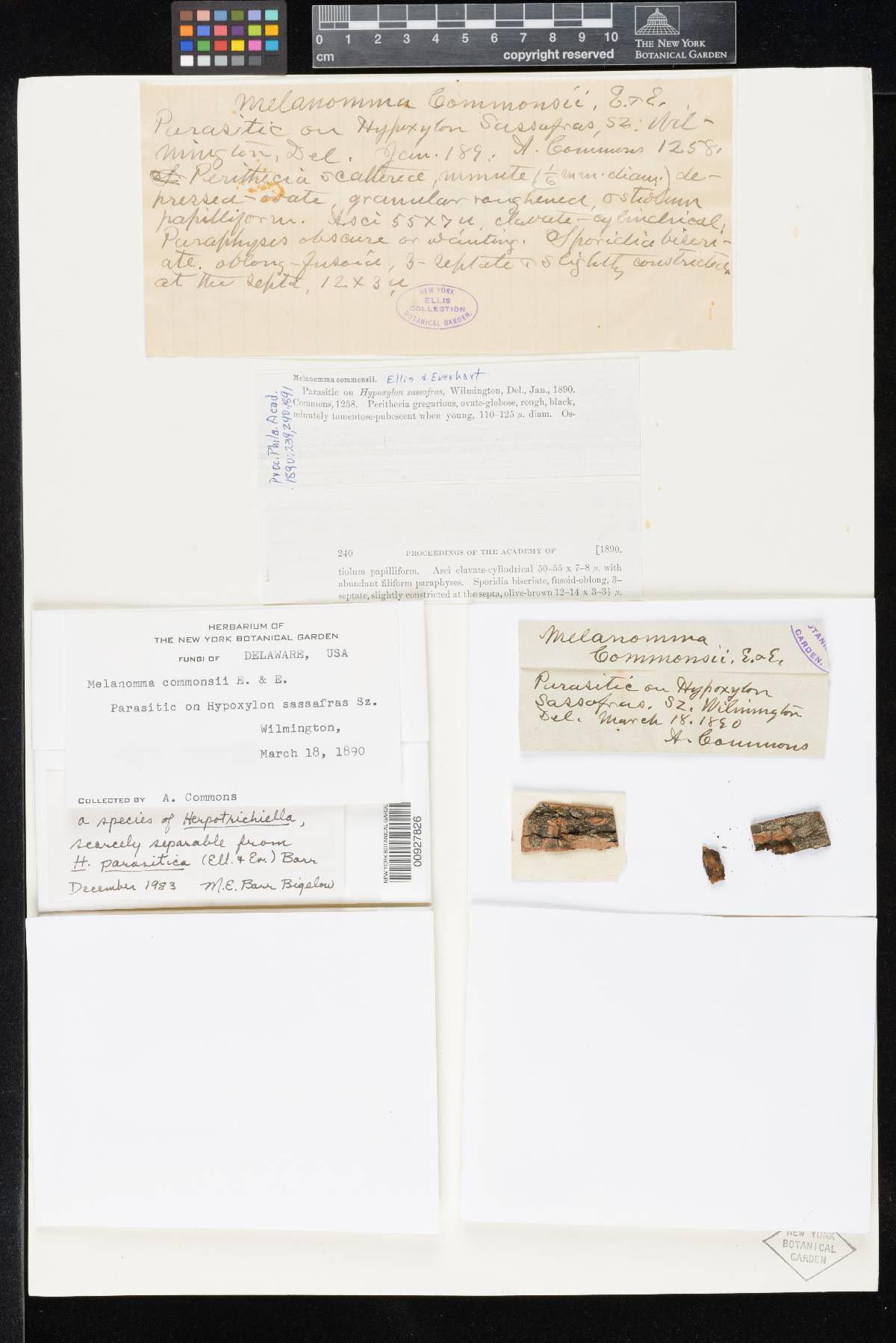 Melanomma commonsii image