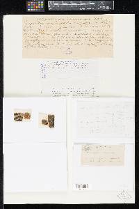 Melanomma commonsii image