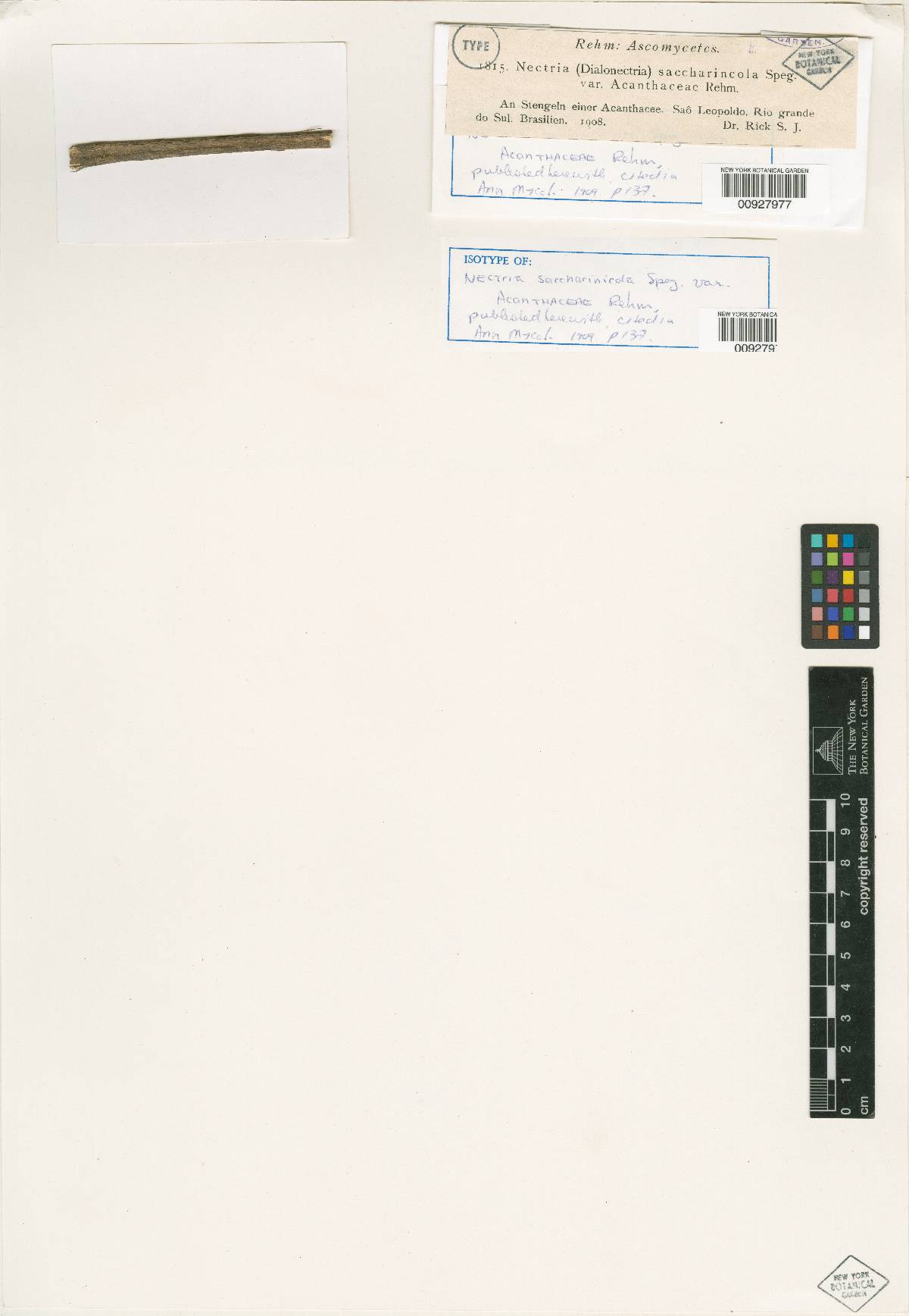 Nectria saccharicola image